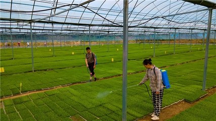 青陽(yáng)推行“一對(duì)一”結(jié)對(duì)幫帶模式，助力水稻育秧高效化與技術(shù)推廣